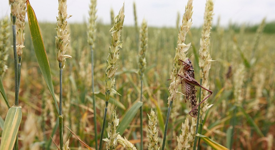 Dala zııankesterimen kúres – kúrdeli másele