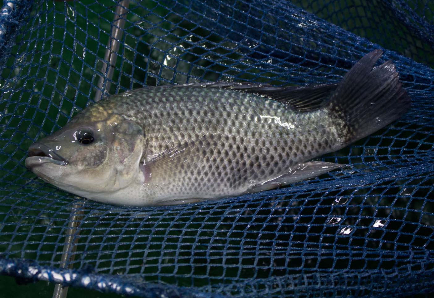 Qazaqstanda jańa úlgidegi  balyq ósirý kesheni iske qosyldy