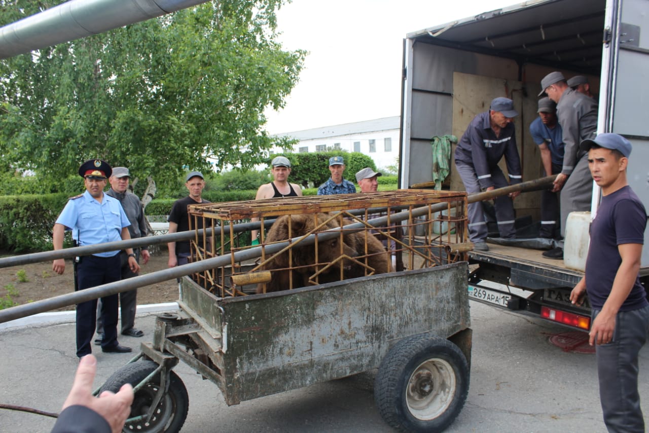 «Qylmysker» aıý túrmeden bosady