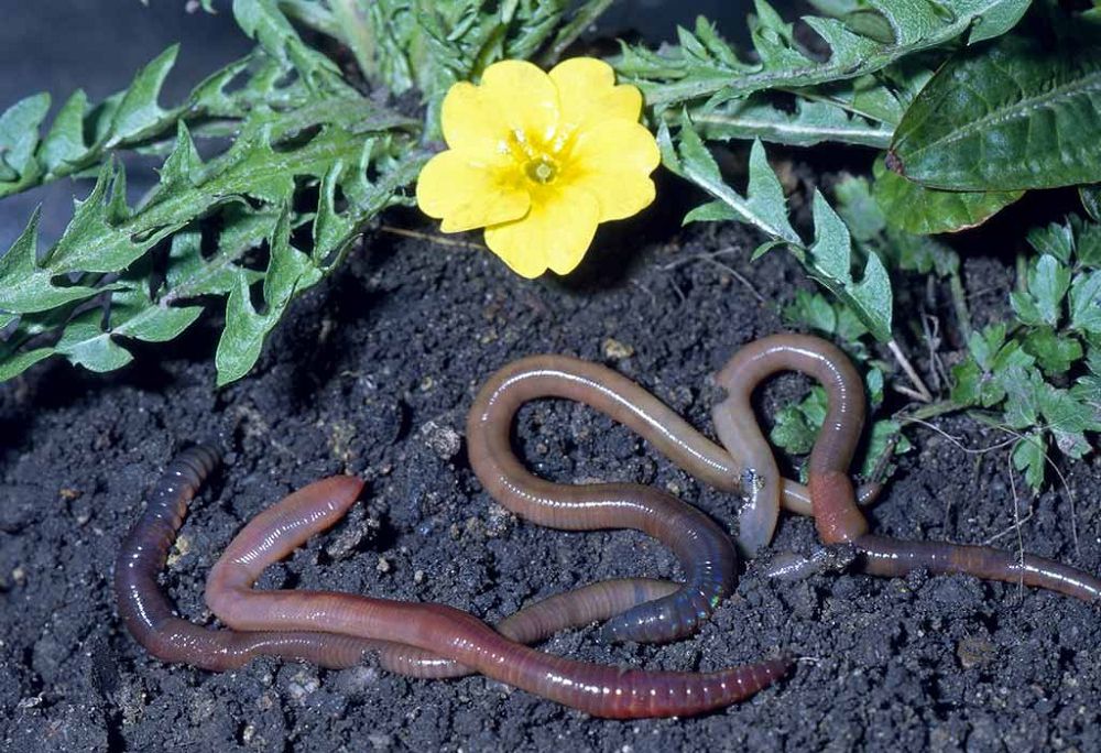 Qurttardyń kómegimen taza tyńaıtqysh alady