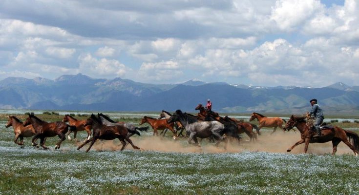 Jylqyshy quryǵyn,  shopan taıaǵyn ustap qalmasyn