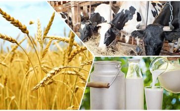 Aralaspasa aǵaıyn da jat