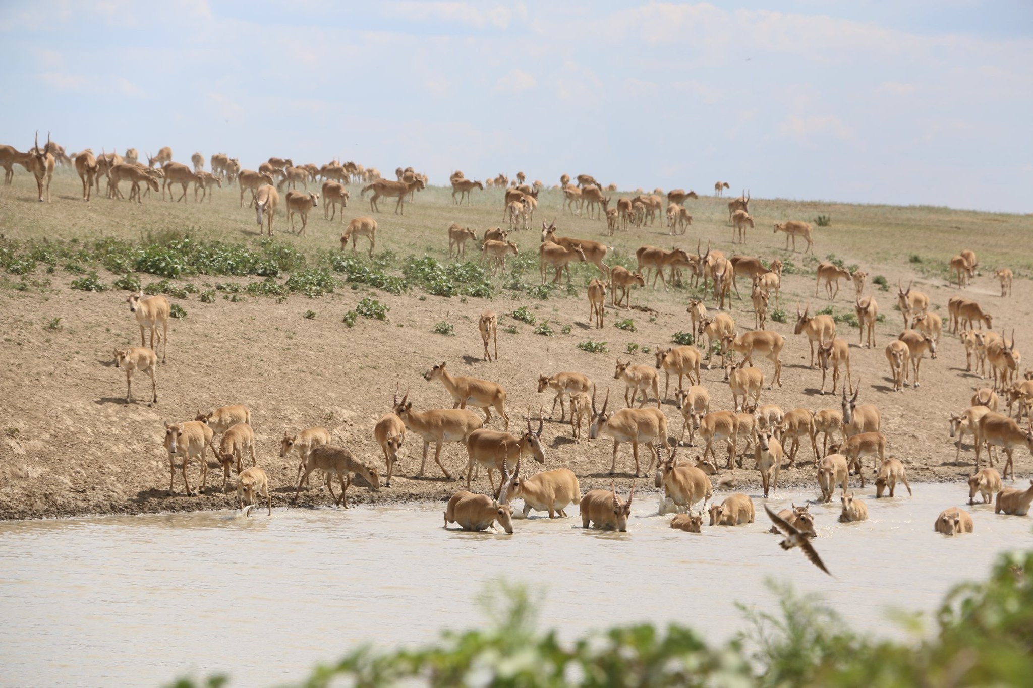 Elimizdegi aqbókender sany 350 myńǵa jýyqtady