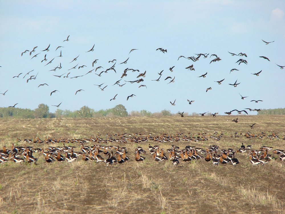 Qarashaqazǵa qamqorlyq