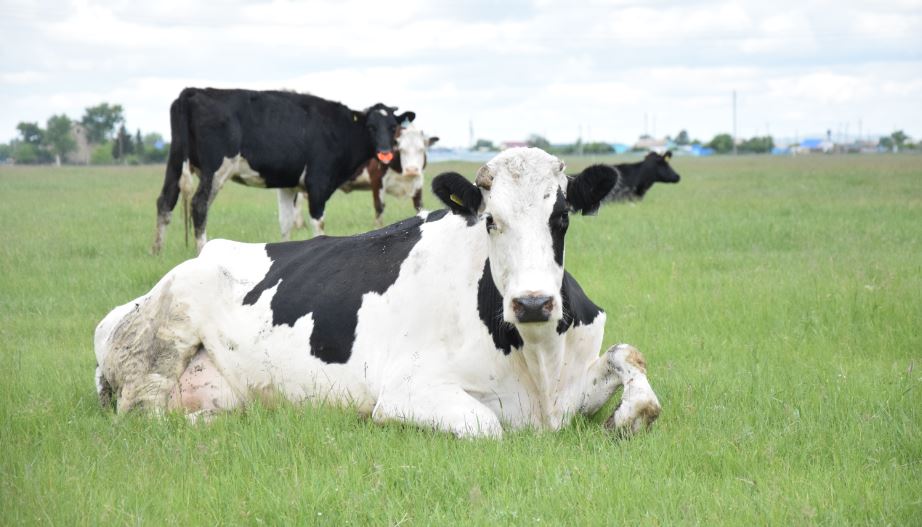 Memlekettiń qoldaýymen kásip ashqan sharýalar