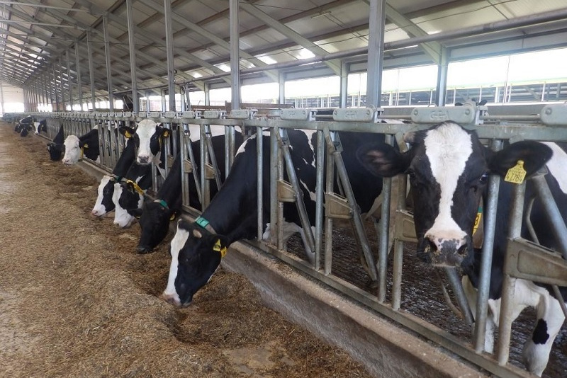 Shetelden 10 myń  asyl tuqymdy mal ákelinbek