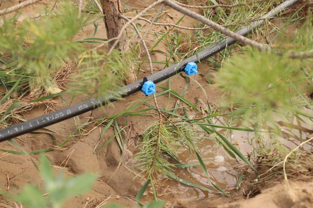 Aqtóbede jasyl jelekti sýarýdyń jańa ádisi júzege asýda
