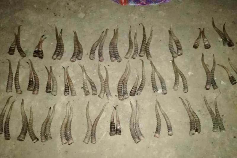 Avtokóliginen kıiktiń 70 dana múıizi tabylǵan adam ustaldy