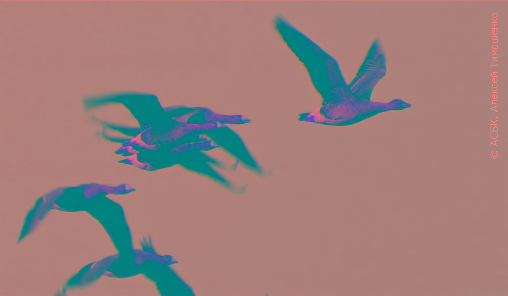 Qarasha qazǵa qamqorlyq