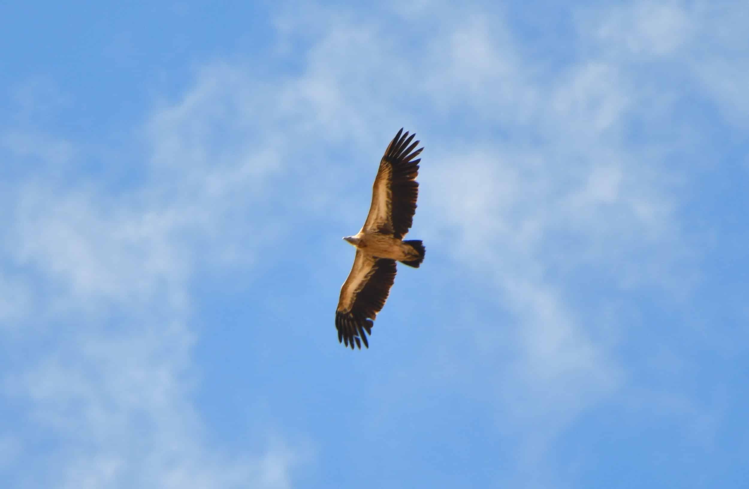 Búrkit  kóbeıip keledi