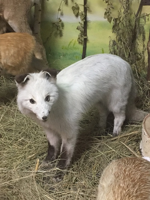 Albınos túlkiniń taǵdyry