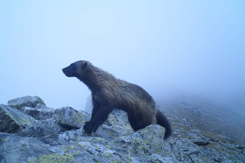 Qatonqaraǵaı taýlaryndaǵy quný fototuzaqqa túsip qaldy