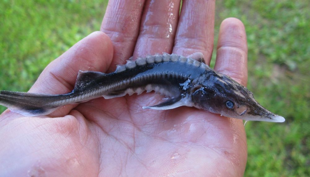 Súırik etin jegisi kelipti...