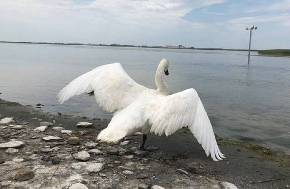 Adasqan aqqýlardy aman alyp qaldy