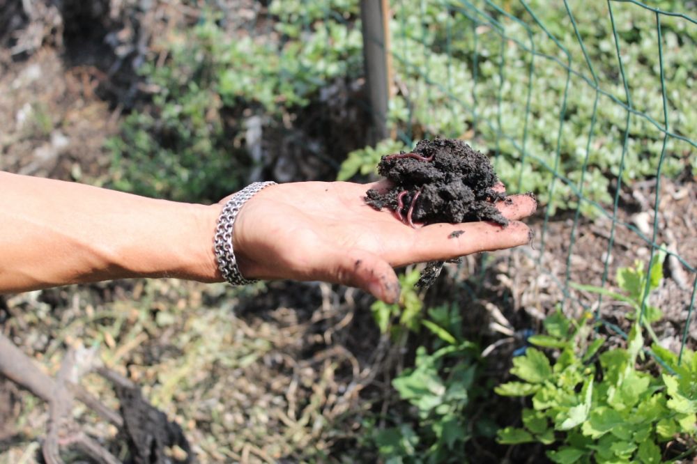 Bódene sańǵyryǵy – bıootyn