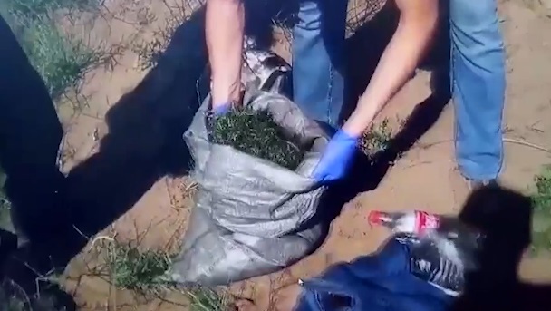 Bes kúnniń ishinde 53 keliden astam marıhýana tárkilendi