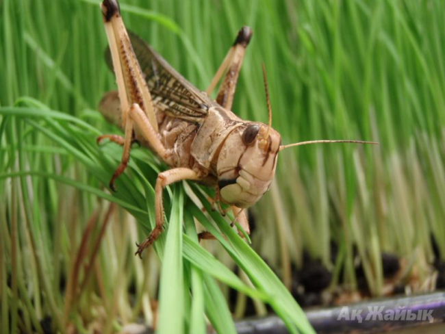 Analyq satylsa, mal basy kóbeımeıdi