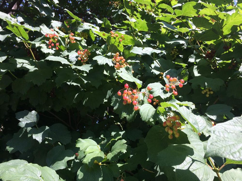 Kóz jaýyn alǵan moıyldar