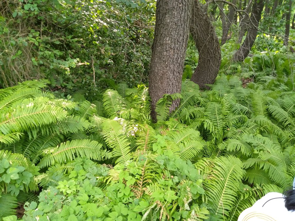 Qyryqqulaq –  Qusmuryn taıgasynyń kózi