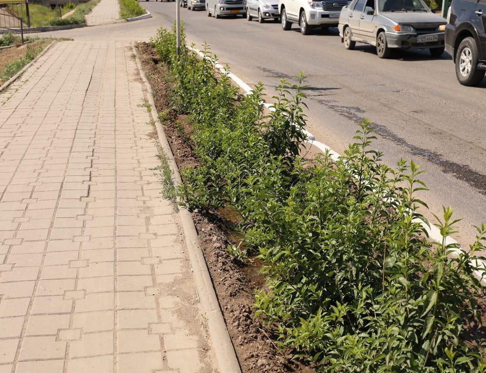 Tal-terekti sýarýdyń jańa tásili