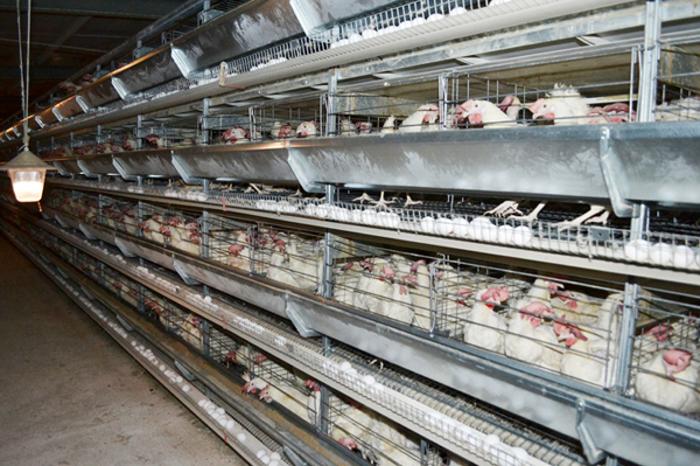 Qarmaqshy aýdanynda qus fabrıkasy salynyp jatyr