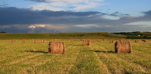 Qostanaıdaǵy qýańshylyqtyń astyq pen jem-shópke keri áseri bolatyn túri bar
