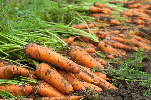 Kókónis naryǵynda kórshiler utyp tur