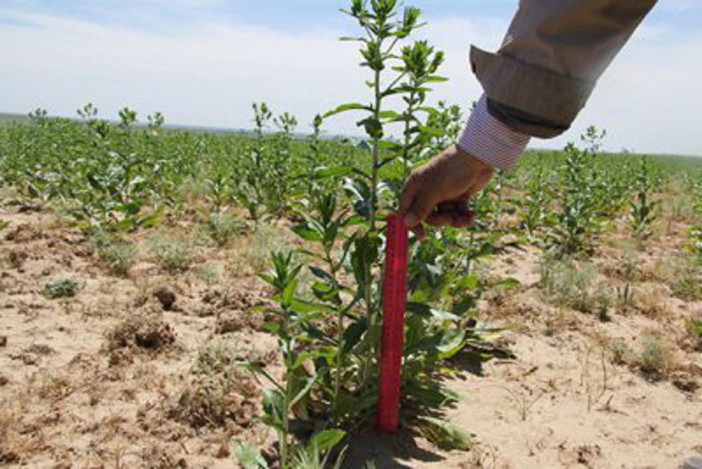 «Zeba» aımaqqa úlken tabys ákeledi