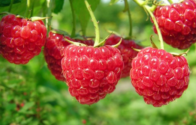 Tańqýraıy tógilip tur