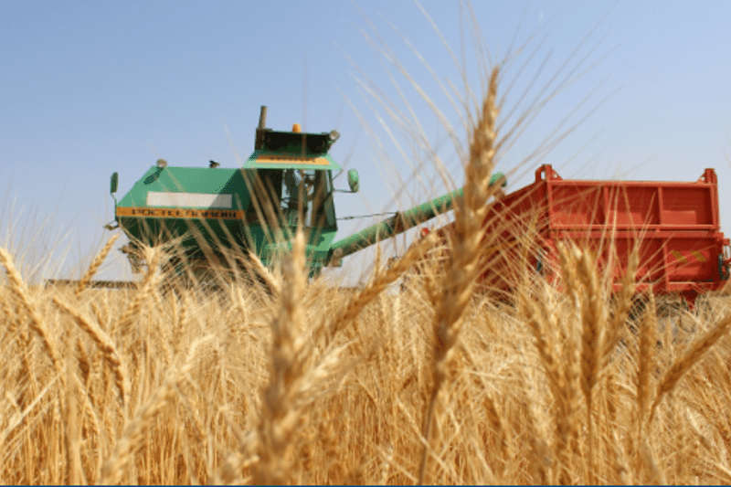 Qostanaı oblysynda astyq jınaý bastalyp ketti