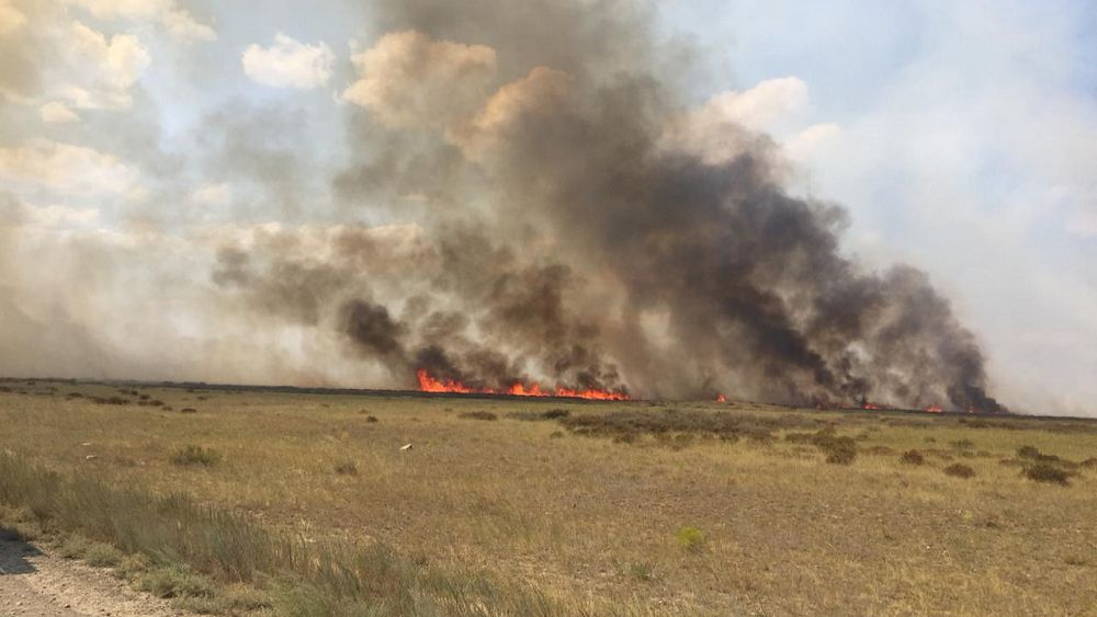 Dala órti damyl bermeı tur