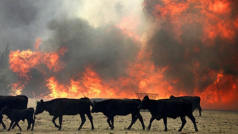 Tórt túlik tirideı janyp ketti