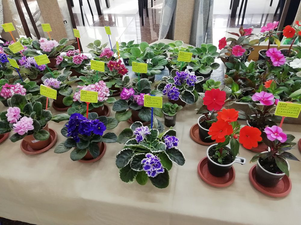 Úı gúlderin ósirýshiler klýby