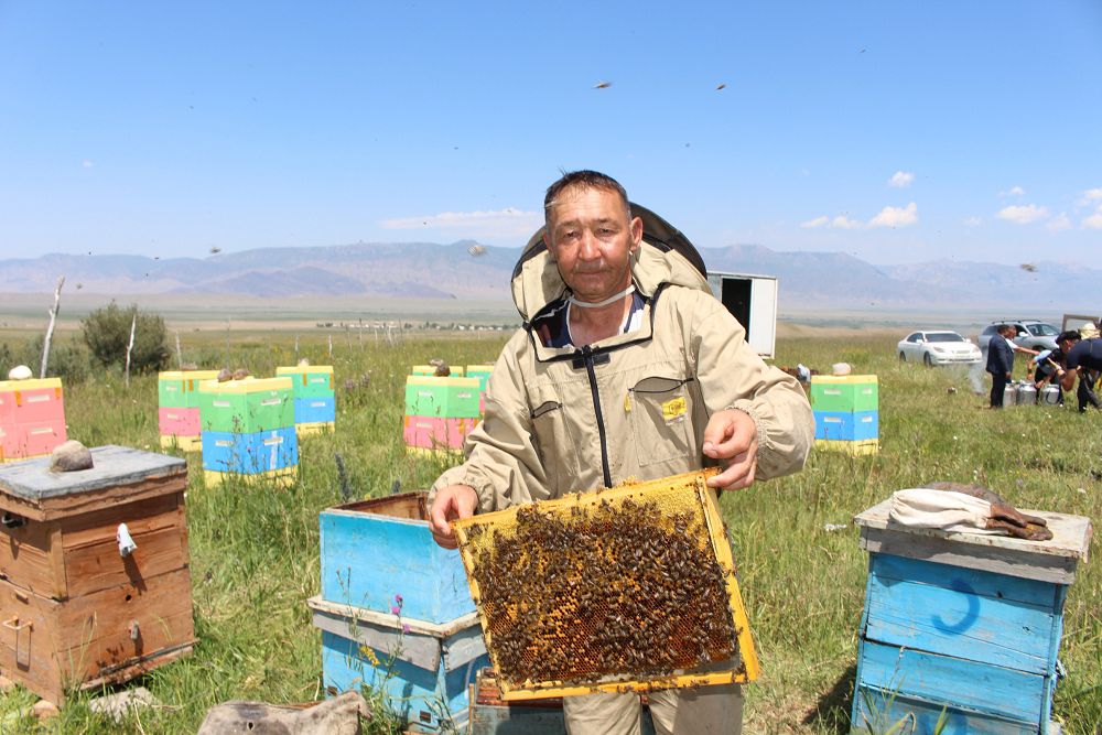 Bal arasy – tabys kózi