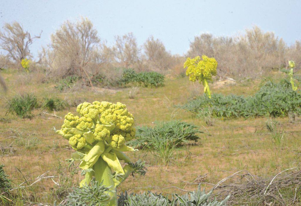 Keýrektiń ashy dámi