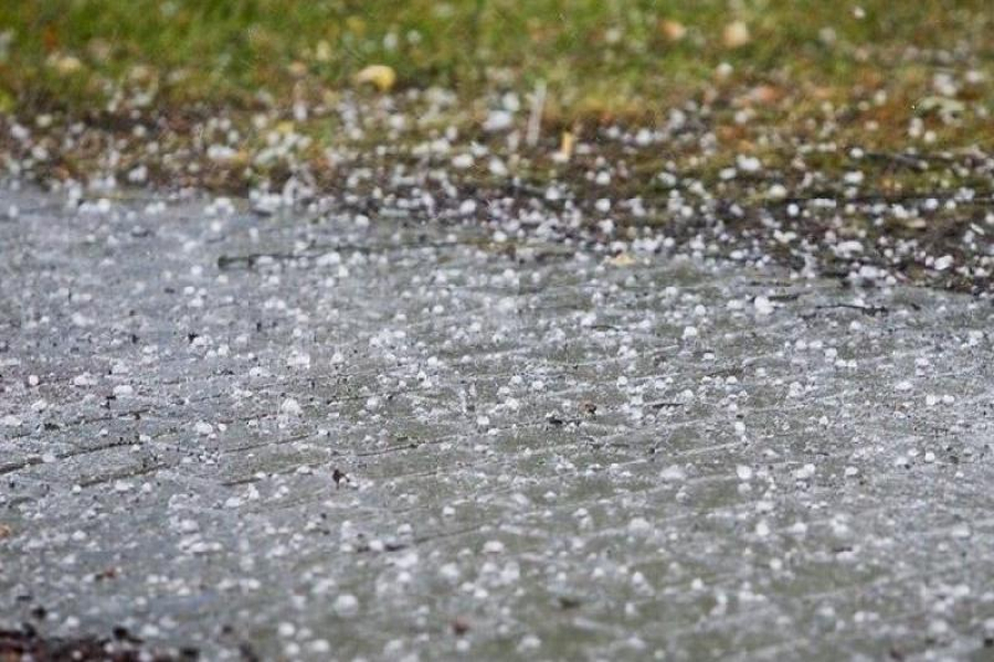 Úsh oblysta jel soǵyp, burshaq kútiledi