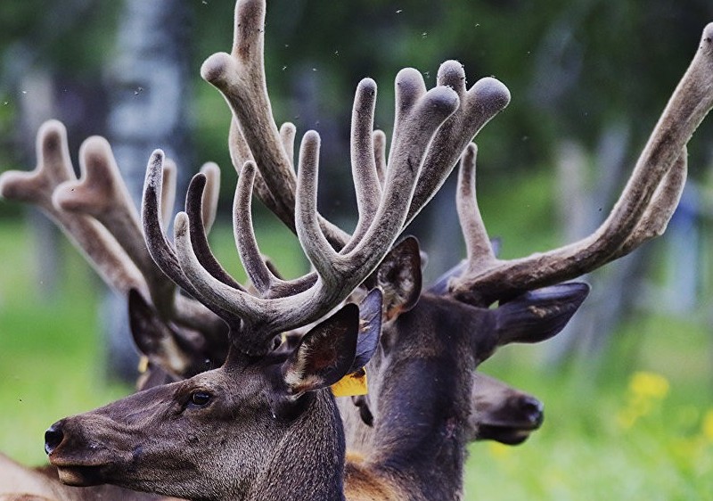 Qazaqstandyq shekaradan 13 dana buǵy múıiziniń kesindilerin alyp ótpek bolǵan