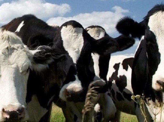 Taldyqorǵannyń iri qara malyna qytaılar qyzyǵyp otyr