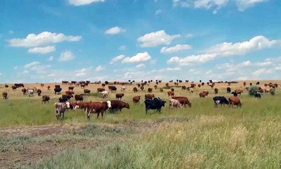 Soltústik Qazaqstanda iri qara mal belgisiz kesel juqtyrdy