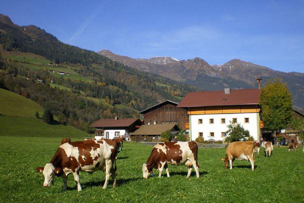 Eýropany mal soıý tásili mazalap tur