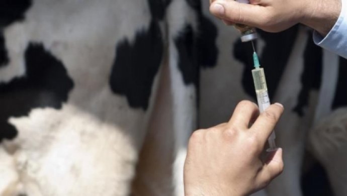 Toqshyn aýylynda 9 sıyr belgisiz kesel juqtyrǵan