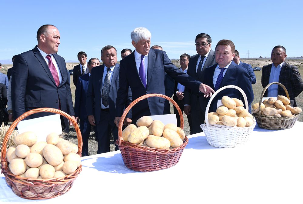 Kartop ósirýmen dańqy shyqqan narynqoldyqtar tabysqa kenelýde