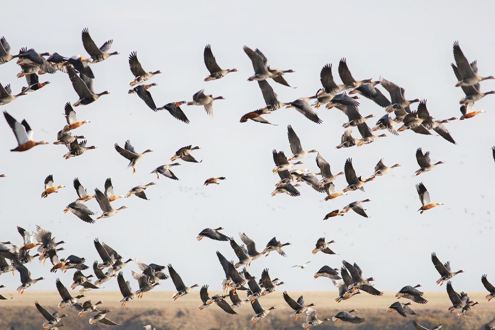 Qoryqshylardyń quqyǵy qorǵalsa ıgi