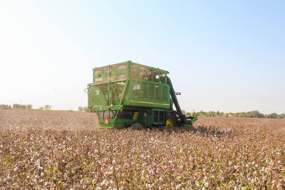 Túrkistan oblysynda maqta terimi bastaldy