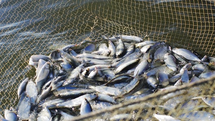 Aq balyq, qarmaǵymdy qap, balyq!