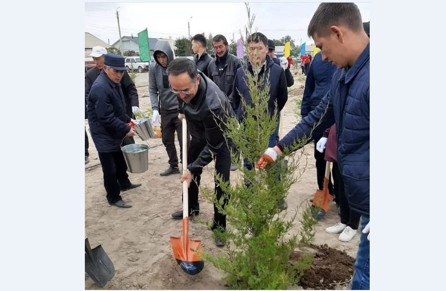 Jambylda aǵash kóshetteri otyrǵyzyldy