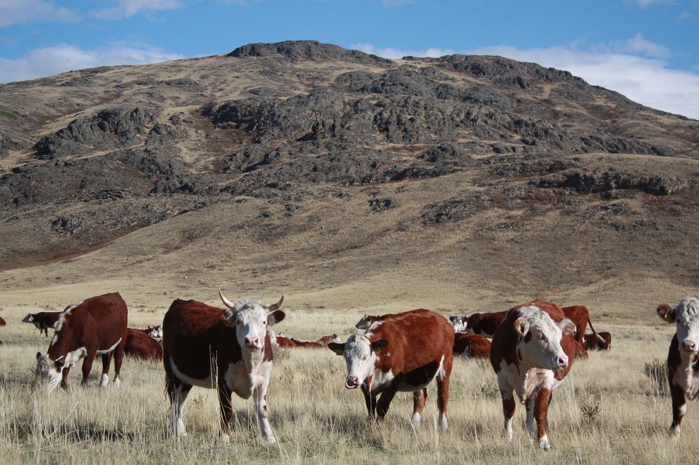 Qadyrbek ALTAI: Stýdent kezden kásip ashýdy josparladym