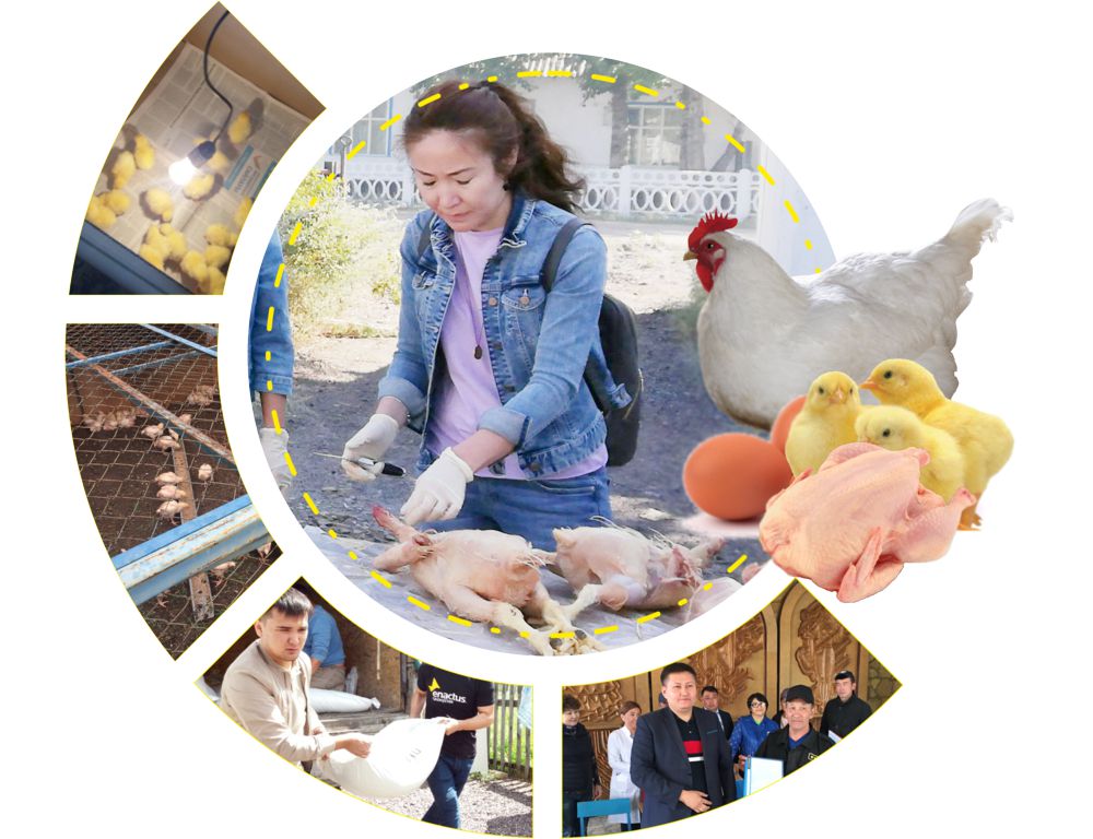 Jańa joba qus etin óndirýdi kóbeıtýge kómektesedi