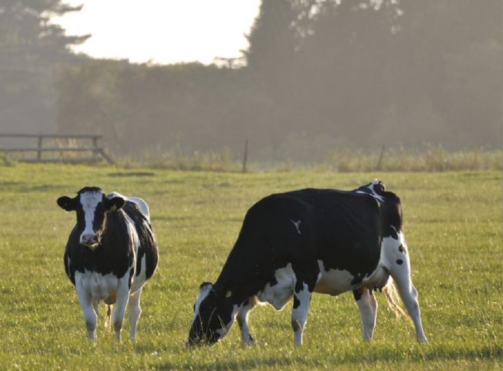 Qara sıyrym qarap tur...