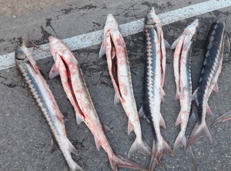 Mańǵystaýda iri kólemde bekire tuqymdas balyq tárkilendi